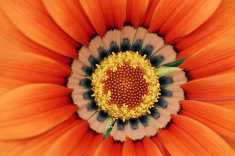 Gazania or Mittagsgold (Gazania hybride), flower detail, ornamental plant, North Rhine-Westphalia,