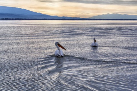 Two Dalmatian pelicans (Pelecanus crispus) swimming in Lake Kerkini, Lake Kerkini, sunrise, Central