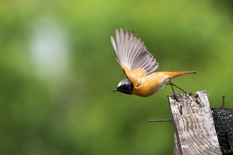 A Common redstart (Phoenicurus phoenicurus), male, taking off from an old wooden fence, Hesse,