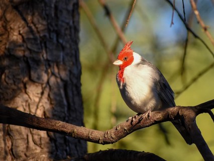 Red-crested cardinal (Paroaria coronata) or red-crested cardinal, seen in Buenos Aires, Argentina,