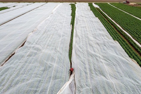 Potato field, fleece cover is removed, the fleece is intended to protect against weather