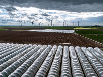 Agriculture, large areas with foil tunnel, for the cultivation of strawberries, freshly cultivated