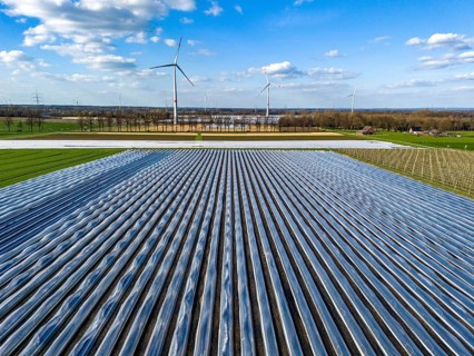 Asparagus fields, asparagus stems under foil, for faster growth, in the background foil greenhouses