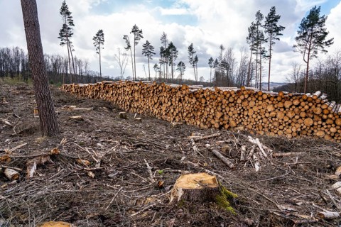 Cleared forest in the Arnsberg Forest near Warstein-Sichtigvor, Soest district, wood pile, site of