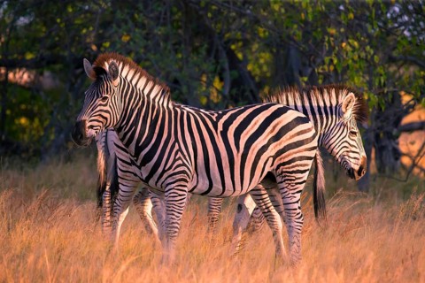 Africa, Botswana, plains zebra, Equus quappa, Botswana, Africa