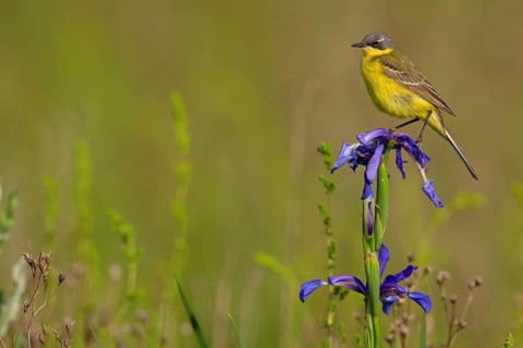 Yellow wagtail, (Motacilla f. flava), Tiszaalp-r, Kiskuns-gi National Park, B-cs-Kiskun, Hungary,