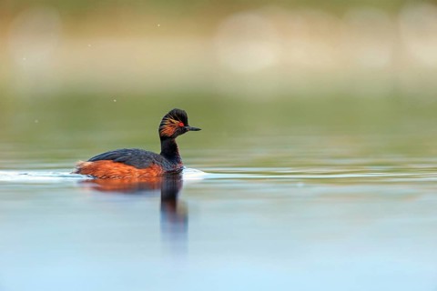 Black-necked grebe (Podiceps nigricollis), swimming in the water, Hides de El Taray / Floating Hid,