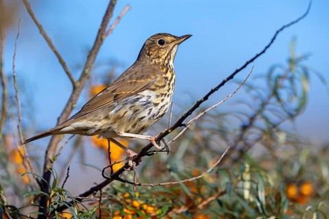 Song thrush (Turdus philomelos), Heligoland Island, Schleswig-Holstein, Federal Republic of Germany
