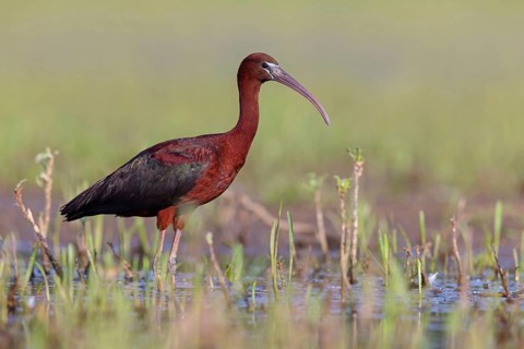 Glossy ibis (Plegadis falcinellus), Floating Hide fixed, Everglades NP, Florida, USA, North America