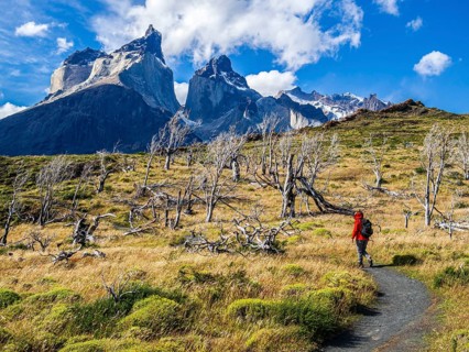Hiker on small path to viewpoint Mirador Cuernos above lake Nordenskjöld, burned trees, Paine Horns