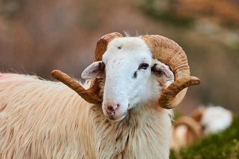 Aries looking concentrated into the camera, surrounded by nature, near the Kallikratis Gorge, Lefka