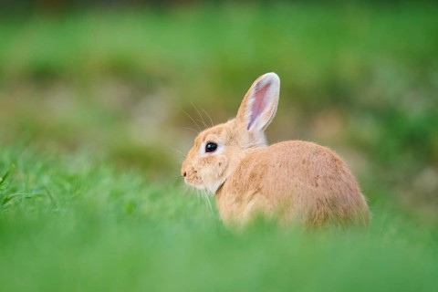Domesticated rabbit (Oryctolagus cuniculus domesticus) on a meadow, Franconia, Bavaria, Germany,
