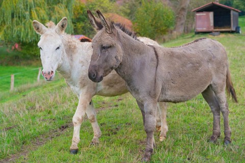 Two donkeys (Equus asinus asinus) or domestic donkeys, completely grey coloured variant with eel