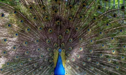 Indian peafowl (Pavo cristatus), Mount Filerimos, Rhodes, Dodecanese, Greek island, Greece, Europe
