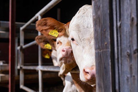 Several cows look curiously out of a barn, Haselstaller Hof, Gechingen, Black Forest, Germany,