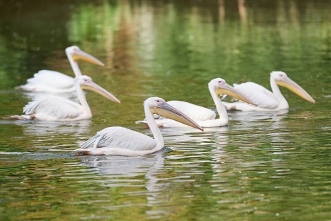 Great white pelican (Pelecanus onocrotalus) on a lake, captive
