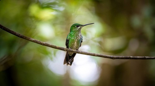 Green-fronted Brilliant Hummingbird (Heliodoxa jacula) sitting on a branch, Monteverde Cloud