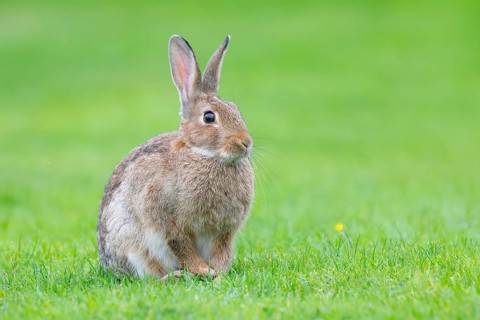 Wild rabbit (Oryctolagus cuniculus), in a meadow, adult, alert, wildlife, mammal, Baltic Sea coast,