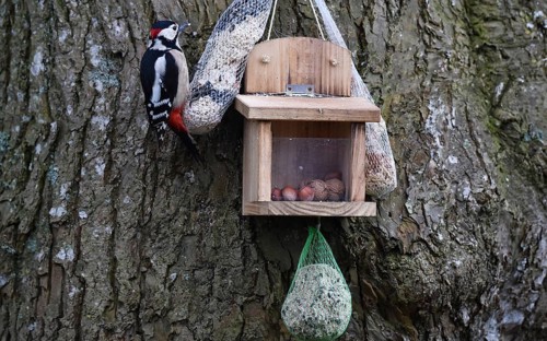 Great spotted woodpecker (Dendrocopos major) eats bird food