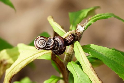 Small snails in a garden, July, Germany, Europe