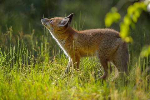 Red fox (Vulpes vulpes), young fox standing in a meadow and looking curiously, summer, Hesse,