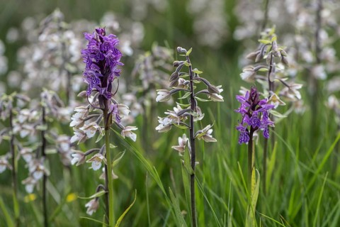 Marsh helleborine (Epipactis palustris) and Southern marsh orchid (Dactylorhiza praetermissa) mass