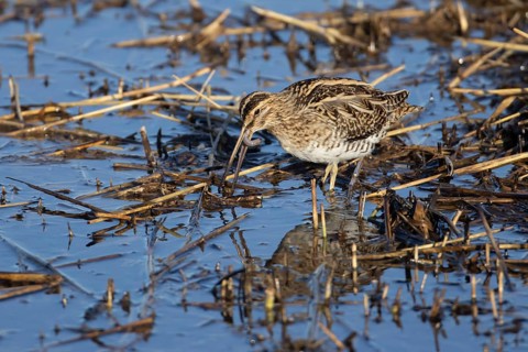 Common snipe (Gallinago gallinago) adult bird feeding on a worm in a shallow reed bed, Norfolk,