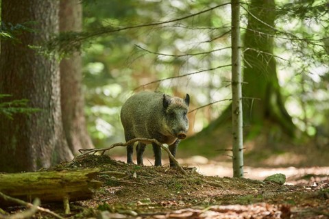 Wild boar (Sus scrofa) in a forest in summer, Bavarian Forest National Park, Bavaria, Germany,