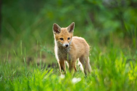 Red fox (Vulpes vulpes), young fox standing in the green forest, surrounded by grass and trees and