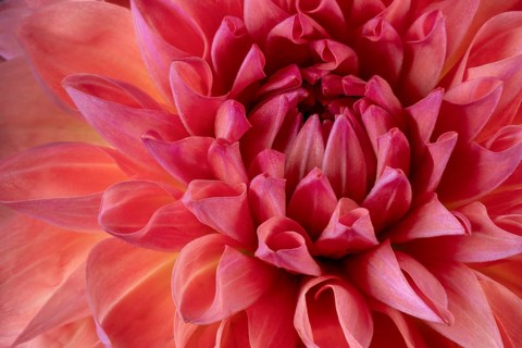Dahlia (Dahlia Spec), flower