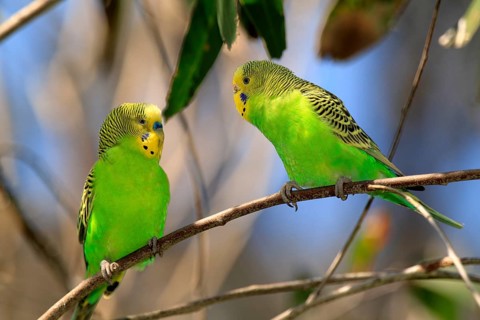 Budgerigar (Melopsittacus undulatus), adult, pair, Alice Springs, Northern Territory, Australia,
