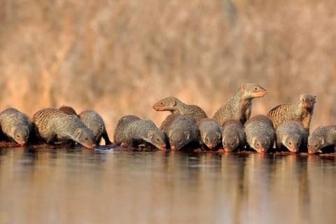Zebra mongoose (Mungos mungo), adult, group, at the water, drinking, Kruger National Park, Kruger