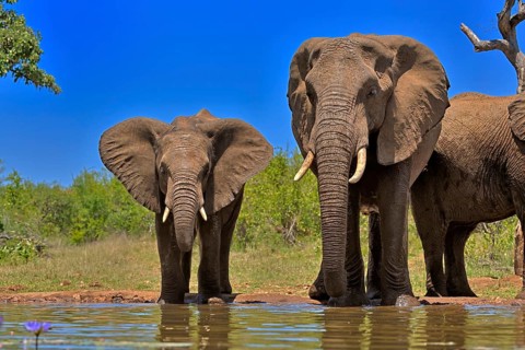African elephant (Loxodonta africana), adult, female, mother, half-grown young, mother with