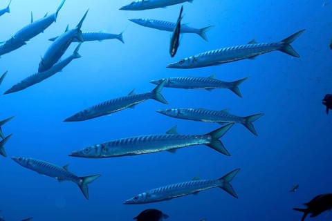 Several barracudas (Sphyraena sphyraena) swim in the blue ocean. Dive site Giens Peninsula,