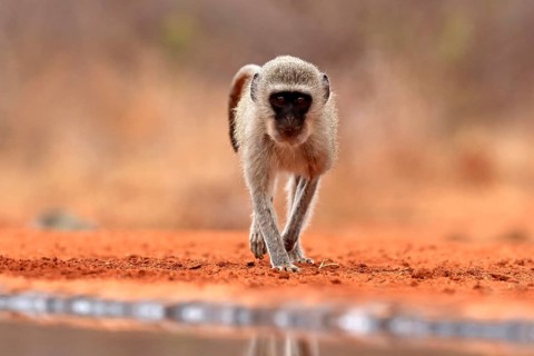 Vervet Monkey (Chlorocebus pygerythrus), adult, at the water, alert, Kruger National Park, Kruger