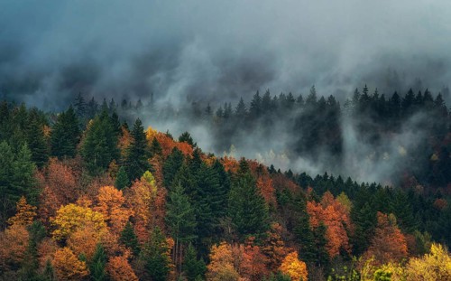 Landscape, Nature, Black Forest, Gutach im Breisgau, Morning fog, Forest