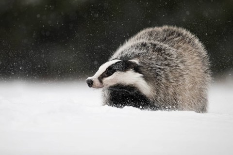 Badger in the snow, Wittlich, Rhineland-Palatinate, Germany, Europe