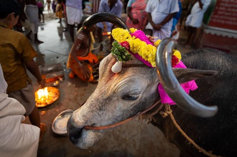 Sacred cow decorated with flowers at Ghat Agni Theertham, Rameswaram, Pamban Island, Tamil Nadu,