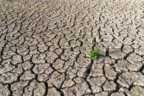 Dry soil, cracked, only a few weeds growing out of the ground, dried-up riverbed, in a side arm of