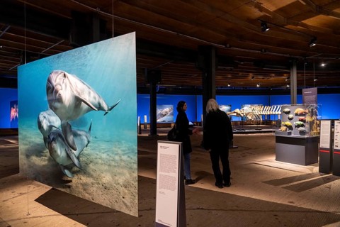 Plante Ozean exhibition in the Gasometer in Oberhausen, the world's oceans in their fragile beauty
