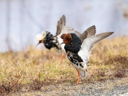 Ruff (Calidris pugnax) male in breeding plumage displaying at lek, Pokka, Finnish Lapland