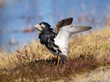 Ruff (Calidris pugnax) male in breeding plumage displaying at lek, Pokka, Finnish Lapland