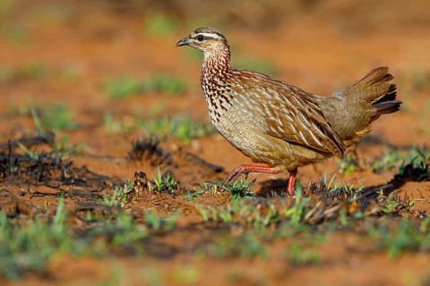 Crested Francolin, (Dendroperdix sephaena), Francolinus sephaena, Mkuze Game Reserve, Mkuze,