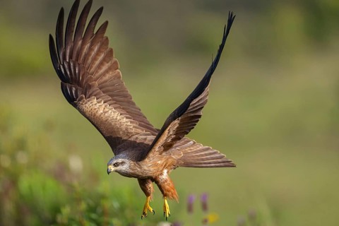 Black kite (Milvus migrans), flight photo, Hides De Calera / Steppe Raptors, Nussloch, Castilla La