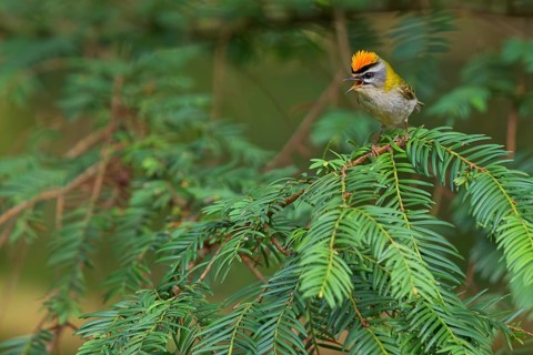 Goldcrest, Regulus ignicapillus, Luce, Mountain area, Luce, Styria, Slovenia, Europe