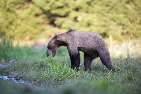 European brown bear or Eurasian brown bear (Ursus arctos arctos), blond brown bear with threatening