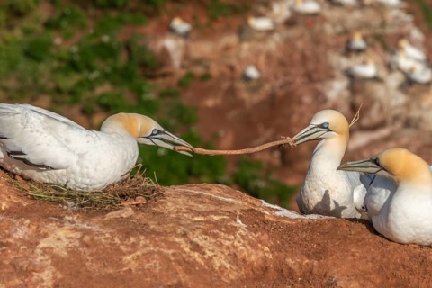 Northern gannet (Morus bassanus) building a nest in a dispute over a plant stalk, offshore island