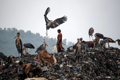Rag pickers searches for recyclable materials next to cows and birds at a garbage dumpsite, on the