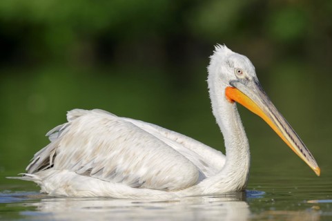 Dalmatian Pelican (Pelecanus crispus), swimming, Lake Kerkini, Central Macedonia, Greece, Europe