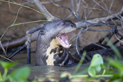 Giant otter (Pteronura brasiliensis) Pantanal Brazil